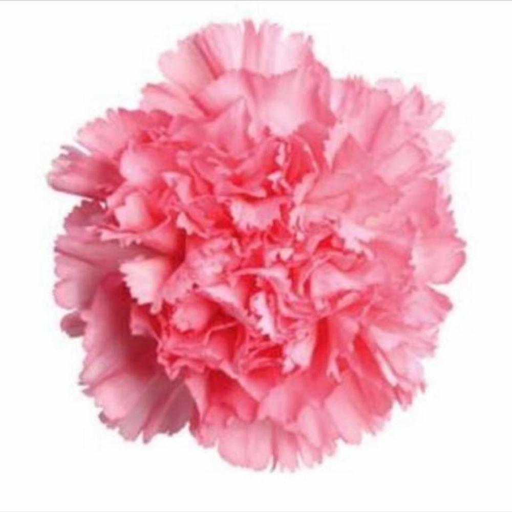 Meet your Posher, Vicki